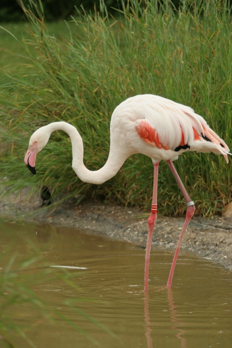 Zoo de Bale - 104